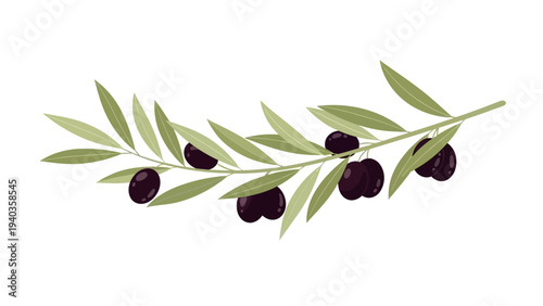 An olive branch with green leaves and black olives, viewed from the side, against a transparent background, in a digital illustration style.
