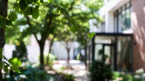 Gentle sunlight filters through lush green leaves