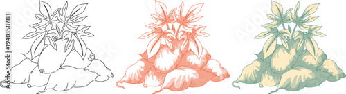 Vintage Etching Sweet Potato Illustration Set Botanical Vector Art,Perfect for organic food packaging, botanical textbooks,rustic themed branding.suitable for high end print and digital media.