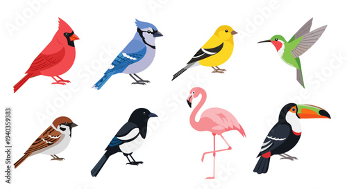 Collection of diverse bird species illustrated in a flat, modern graphic style