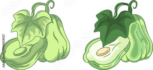 Fresh Chayote Squash Illustration Set - Vintage Etching and Modern Cartoon Style.Perfect for organic food branding, culinary packaging, or botanical education.