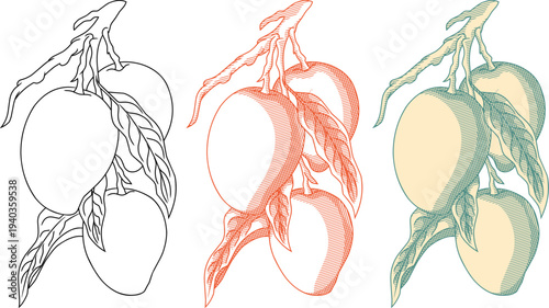 conceptual illustration of exotic summer mangoes in a classic vintage etching style.Perfect for tropical fruit branding, organic food packaging, botanical menus, and agricultural themes.