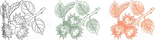 a hazelnut branch with leaves and nuts. Rendered in a classic vintage etching style,for organic food packaging, herbal branding, and rustic autumn themed graphic designs.