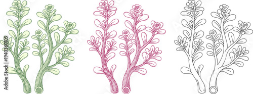 botanical illustration of Purslane Portulaca oleracea in etching style.the edible succulent herb known as a superfood,for organic food branding, herbal medicine guides, and garden themed designs.