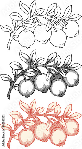 Set of botanical cranberry illustrations in vintage etching style.Subtropical botanical design element for organic food packaging, herbal medicine, or autumn decor.