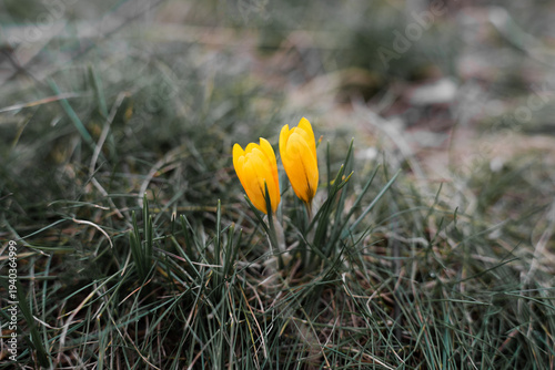  Beautiful yellow crocuses (Crocus flavus) emerging from dry grass on a spring day. First signs of spring.