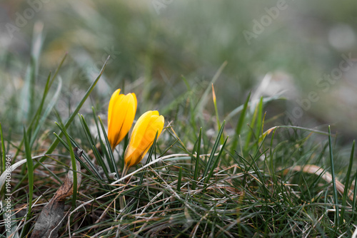  Close-up of yellow crocus flowers blooming in the field. Natural background, spring floral composition. Copy space