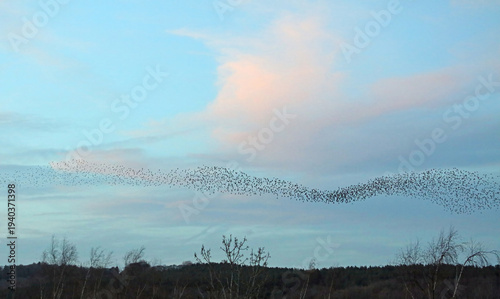 Narrow section of a Starling murmuration in front of pink clouds, Derbyshire England
