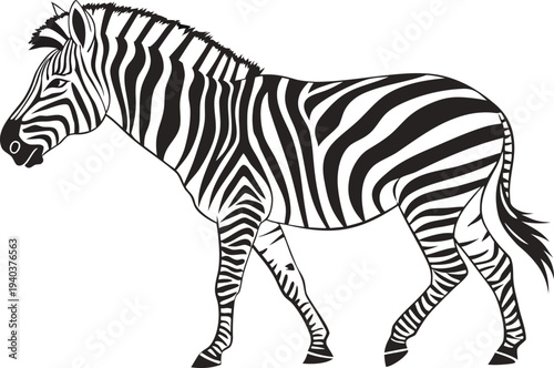 Zebra Pattern Animal Stripes. Zebra Stripe Pattern Background. Zebra Skin Stripe Pattern. Black White Zebra Pattern. Zebra Stripe Wildlife Pattern. Zebra Animal Stripe Texture. Zebra Inspired Stripe