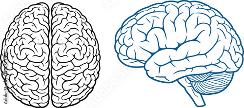 Human brain anatomy illustration