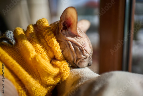 Cat sleeps on a cozy sweater by a window in winter morning light while enjoying warmth and comfort indoors