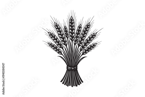 Wheat ears hand drawing vector illustration on white background