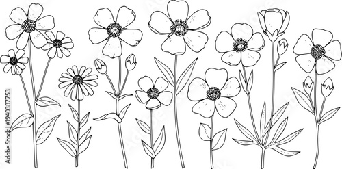 Delicate hand drawn wildflowers and buds in black and white line style floral botanical