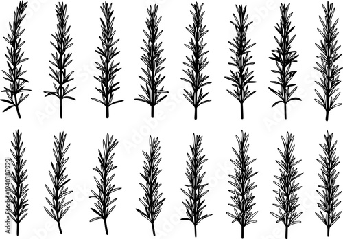 Hand drawn black rosemary sprigs arranged in rows a white background herb spice