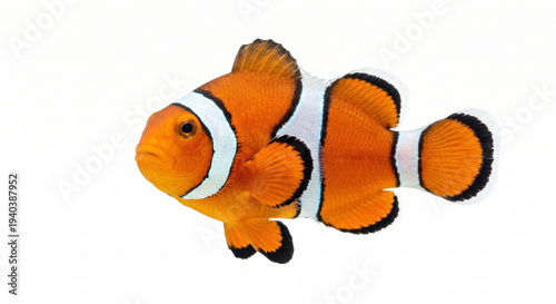 clown fish on white background