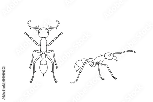 Bullet Ant Technical Line Art — Top and Side View Scientific Illustration
