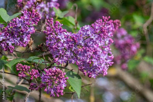 Syringa vulgaris violet purple flowering bush, groups of scented flowers on branches in bloom, common wild lilac tree