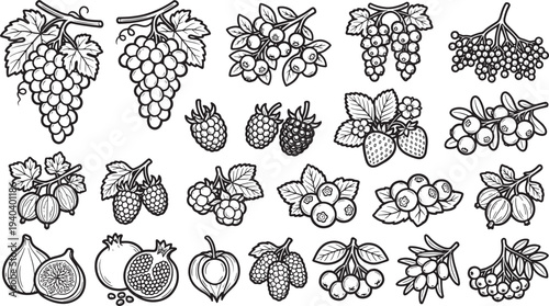 A collection of black and white line art depicting various fruits, each piece is a celebration of nature's bounty. The intricate illustrations showcase the beauty of each fruit.