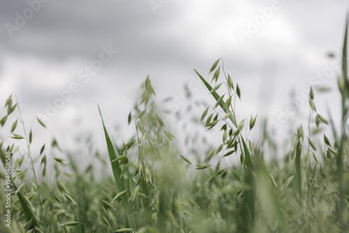grüner Hafer mit grauem Himmel im Hintergrund und Tiefenunschärfe