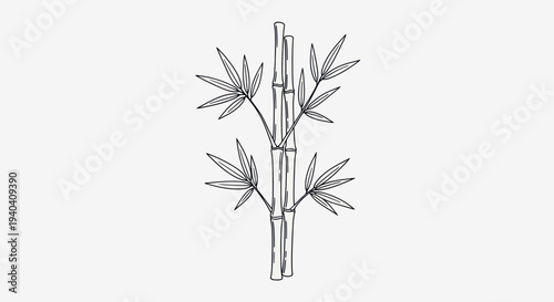 Bamboo Plant Illustration Simple Line Art.