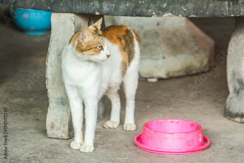 Thai White Orange cat with Food bowl