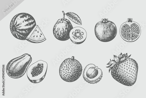 vintage engraving style fruit collection illustration. Retro fruits Watermelon, lychee, guava, pomegranate, papaya, strawberry vector. Eps 10