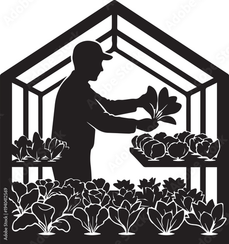 Gardener in greenhouse vector illustration, silhouette of farmer harvesting crops line art
