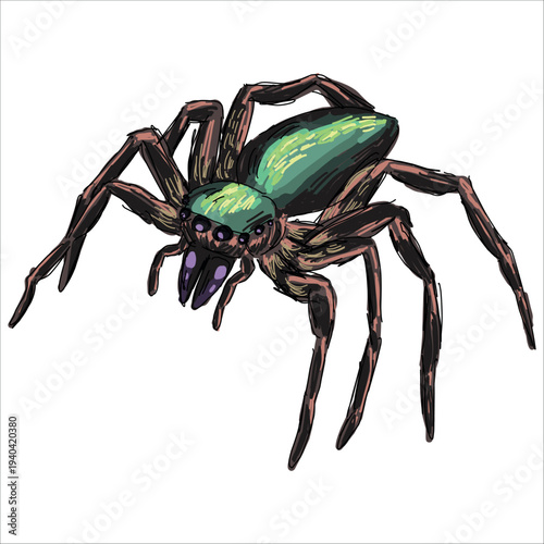illustration of jumping spider. Bagheera kiplingi. Colorful, hand-drawn, vector illustration. Picturesque. Unique detailed stylization. Print on sketchbooks, stickers, postcards, cups, clothes, books