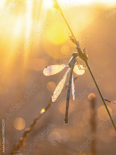 Tableau sur toile Emerald Damselfly coverder in Dew Drops with Flare