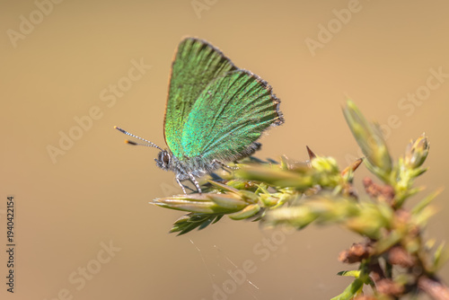 Green hairstreak butterfly