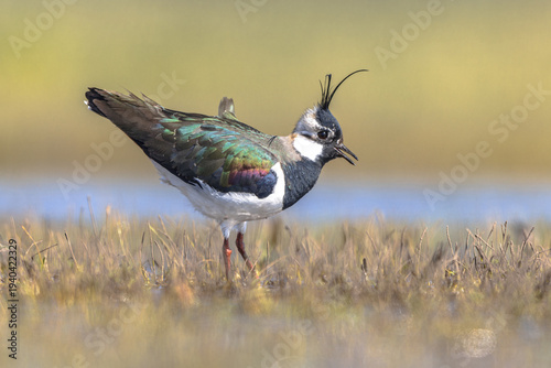 Northern Lapwing Display Behaviour