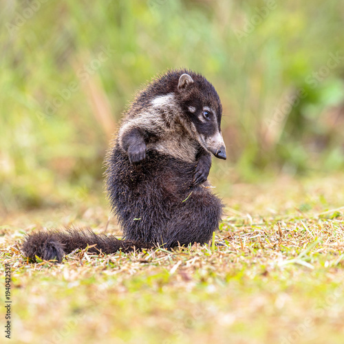White nosed coati sitting