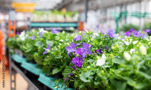 Garden center plant store from campanula portenschlagiana with blossom flowers. Greenhouse spring farming, ornamental gardening and seasonal greenery nursery concept.