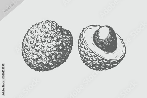 vintage engraving style fruit lychee collection illustration. Retro fruit lychee vector. Eps 10