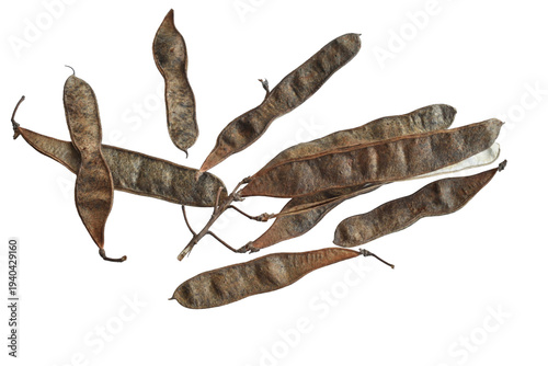 A flat, oblong-linear pod containing the seeds of white acacia on a PNG background.
