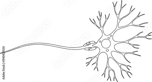 Black and white line of a single neuron cell body with dendrites and axon nerve biology