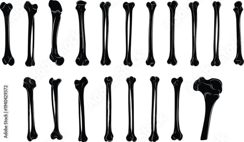 Collection of human bone silhouettes set, anatomical skeleton elements isolated on white background, medical anatomy illustration, orthopedic study concept, biology education resource