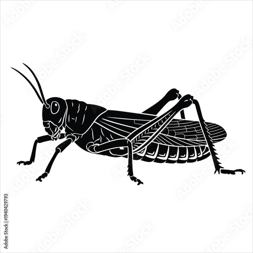 Black silhouette grasshopper with detailed legs and wings