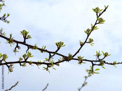 Tree branches with young green leaves and small flower buds start to bloom against a sky background.