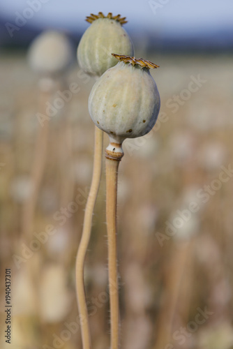 Mohnkapseln von erntereifem Schlafmohn zur Ölherstellung