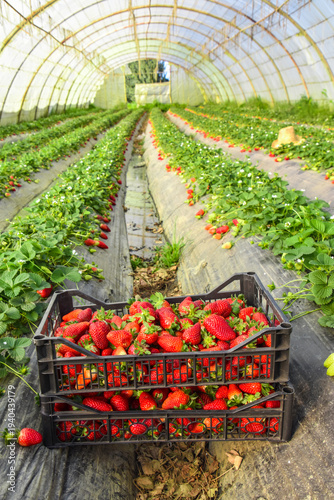 Plastic box full of strawberry between bushes on the farm. Harvest organic strawberry farm, berries, Fresh Strawberries in the box and in the background the lines of a strawberry plant in the field.