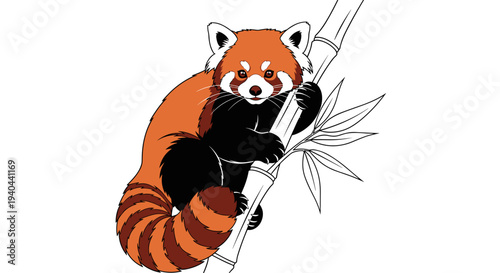 Red Panda Climbing Bamboo Stalk.