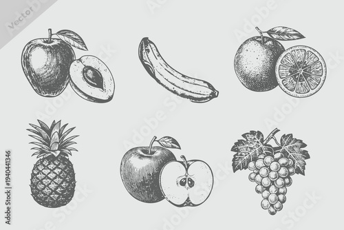 engraving style fruit Mango, apple, banana, pineapple, grapes, orange vector illustration. Vintage retro