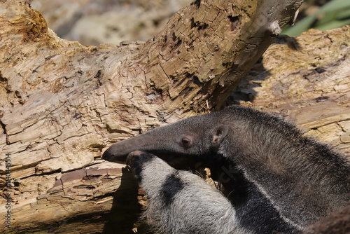 Giant anteater close up searching insects on log in zoo habitat