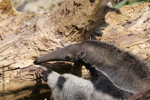 Giant anteater close up searching insects on log in zoo habitat