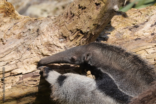 Giant anteater close up searching insects on log in zoo habitat