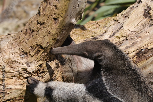 Giant anteater close up searching insects on log in zoo habitat
