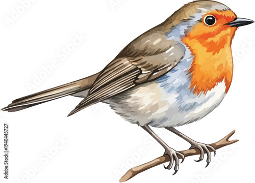 A vibrant robin perched on a small branch against a clean white background