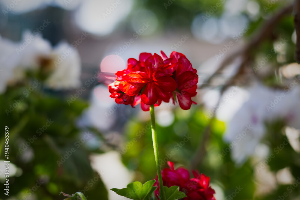 Obraz premium red geraniums (flower)