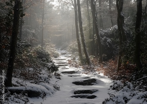 Snowy path through a sunlit forest